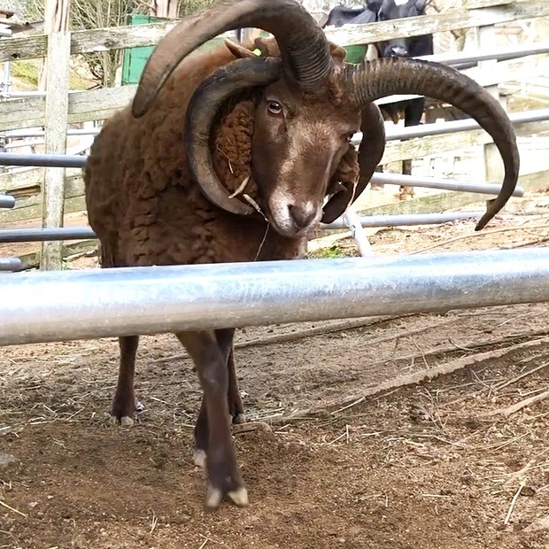 真似するむっちゃん【六甲山牧場】マンクスロフタン: 会いに行ける動物たち