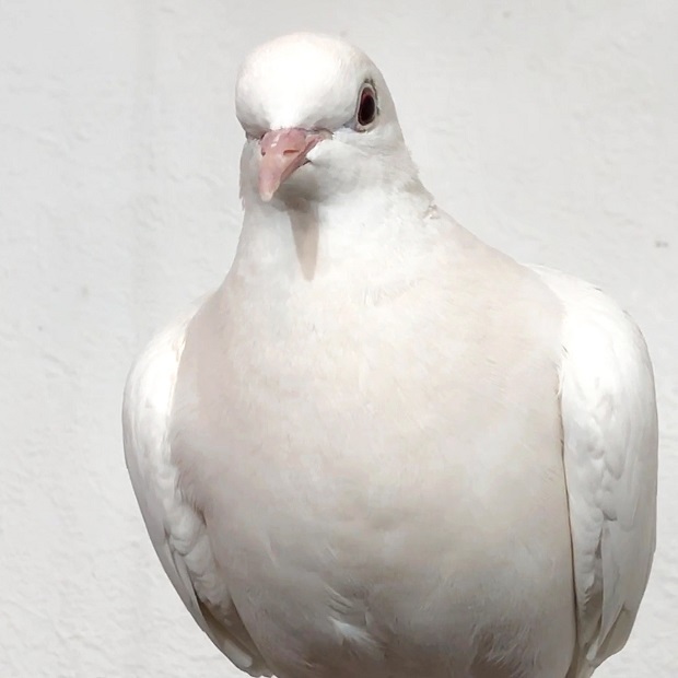 ふるふるするハトさん【Bird Cafe Oasis】ギンバト: 会いに行ける動物たち