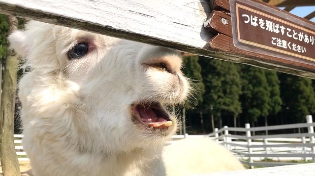 怒られてヘコむアルパカさん ヨーデルの森 アルパカ広場 会いに行ける動物たち