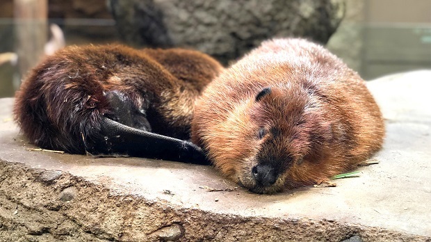 水辺の仲間たち 神戸どうぶつ王国 会いに行ける動物たち