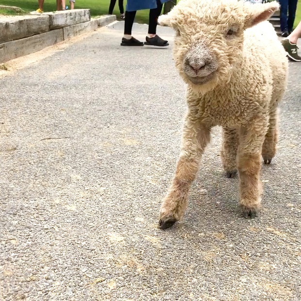 ママを探す仔羊ちゃん【六甲山牧場】ひつじさん: 会いに行ける動物たち