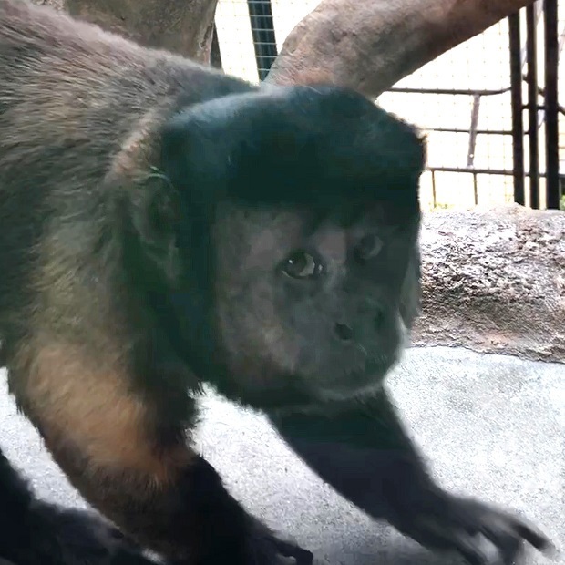 マッチョなお猿さん 王子動物園 フサオマキザル 会いに行ける動物たち