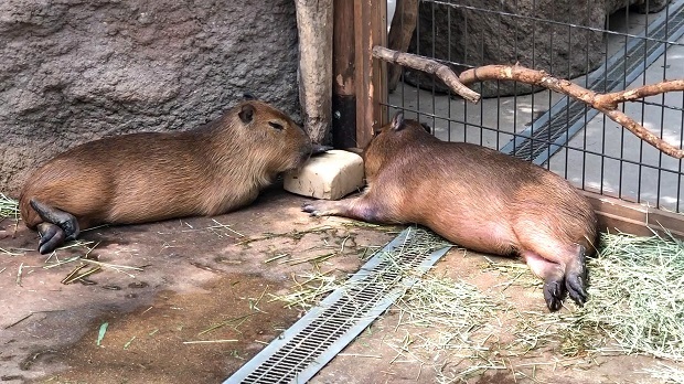 塩を枕に眠るカピバラさん【神戸どうぶつ王国】熱帯の森: 会いに行ける