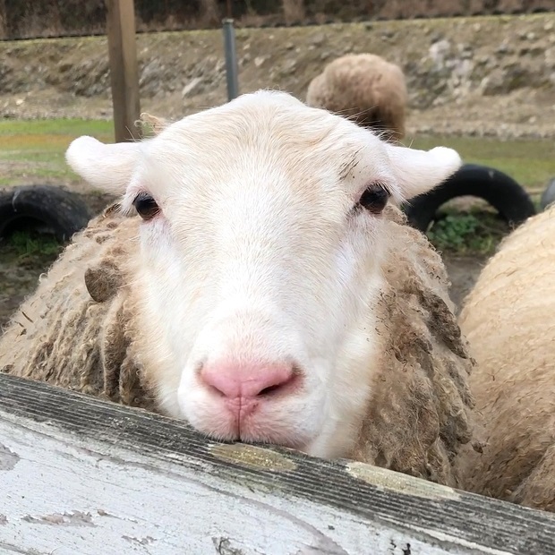 可愛すぎるひつじさん【ヨーデルの森】ひつじさん: 会いに行ける動物たち