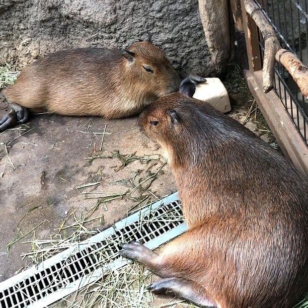 塩を枕に眠るカピバラさん【神戸どうぶつ王国】熱帯の森: 会いに行ける